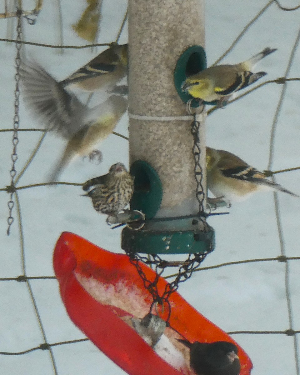 Pine Siskin - ML646704504