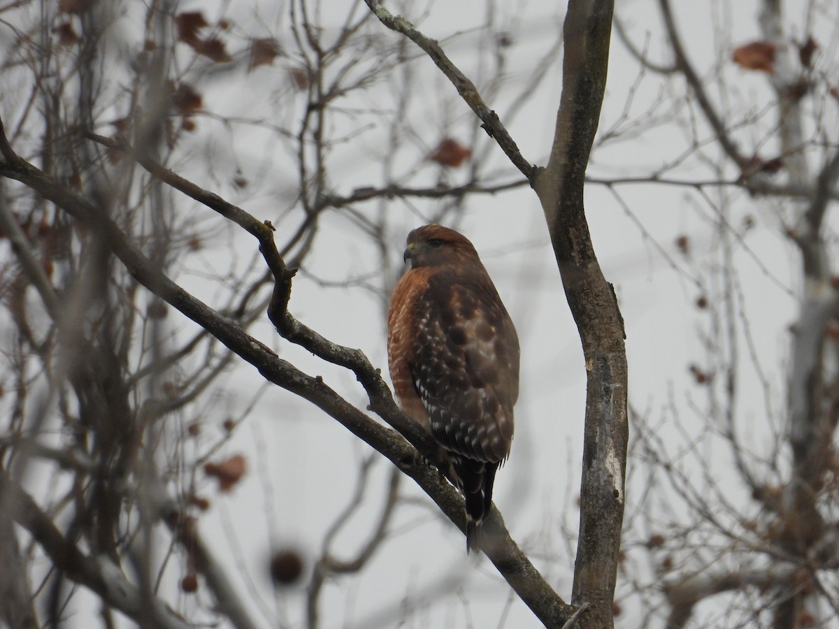 Red-shouldered Hawk - ML646704506