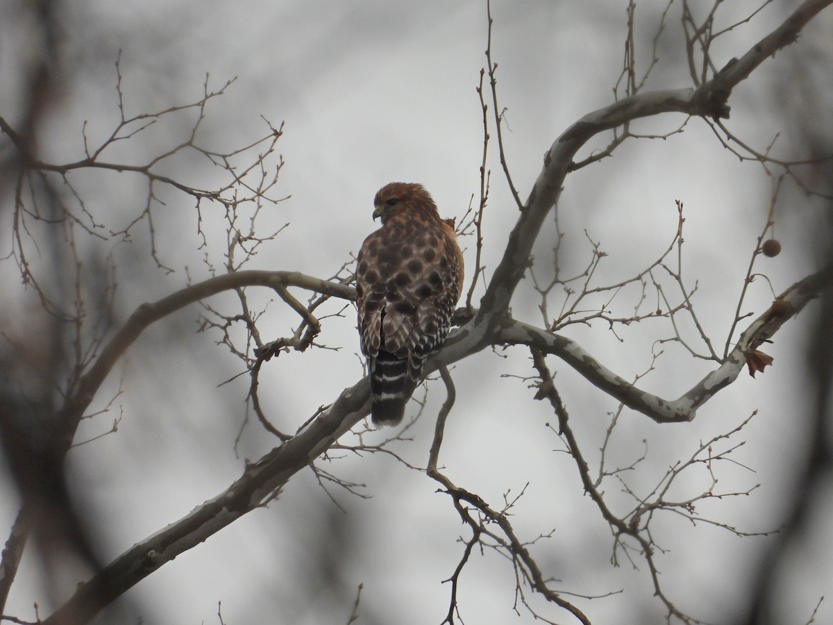 Red-shouldered Hawk - ML646704507