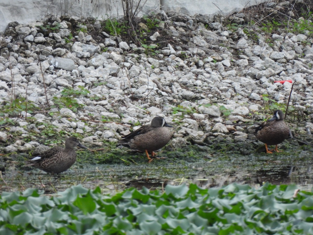 Blue-winged Teal - ML646704508