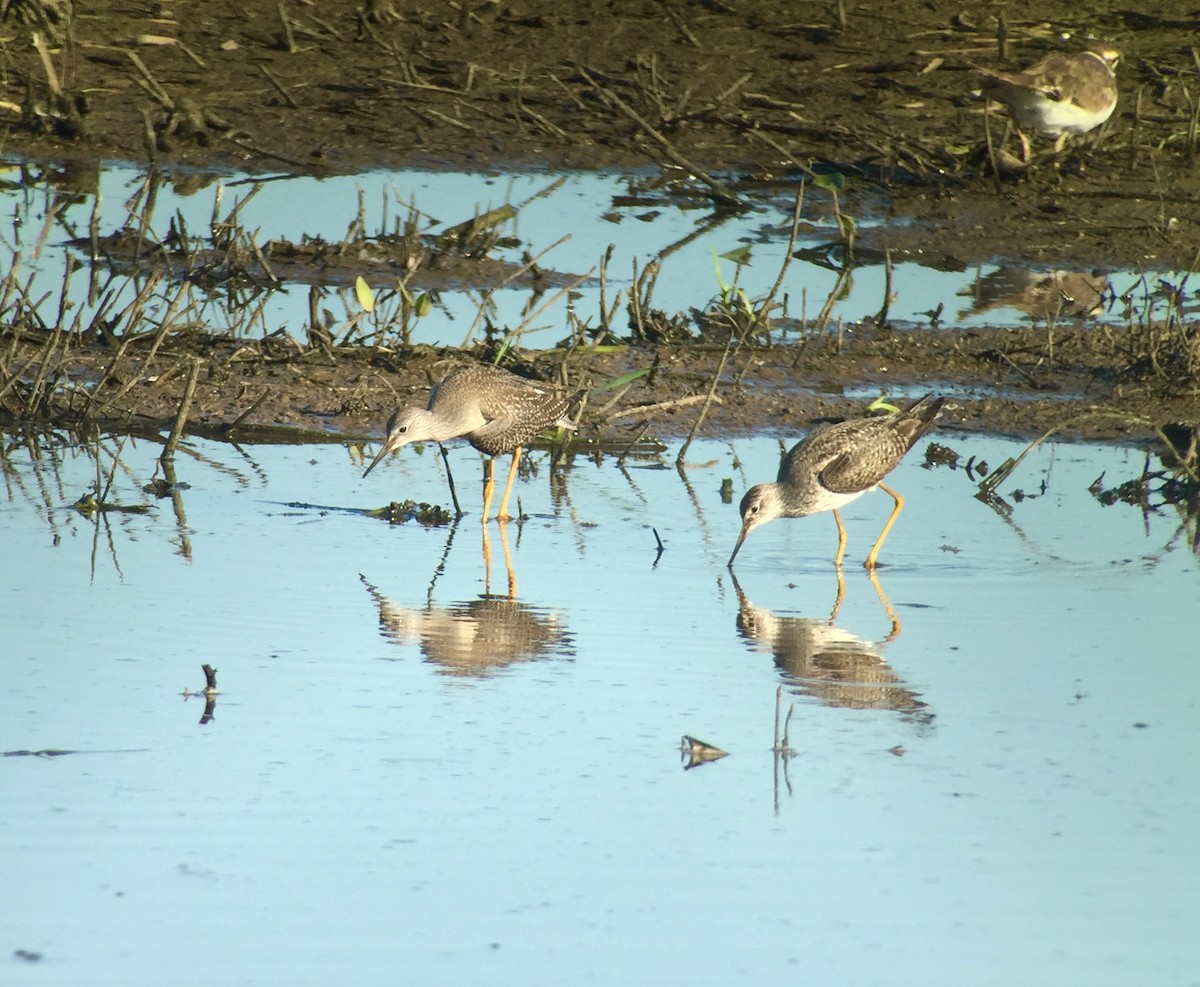 Lesser Yellowlegs - ML64670451