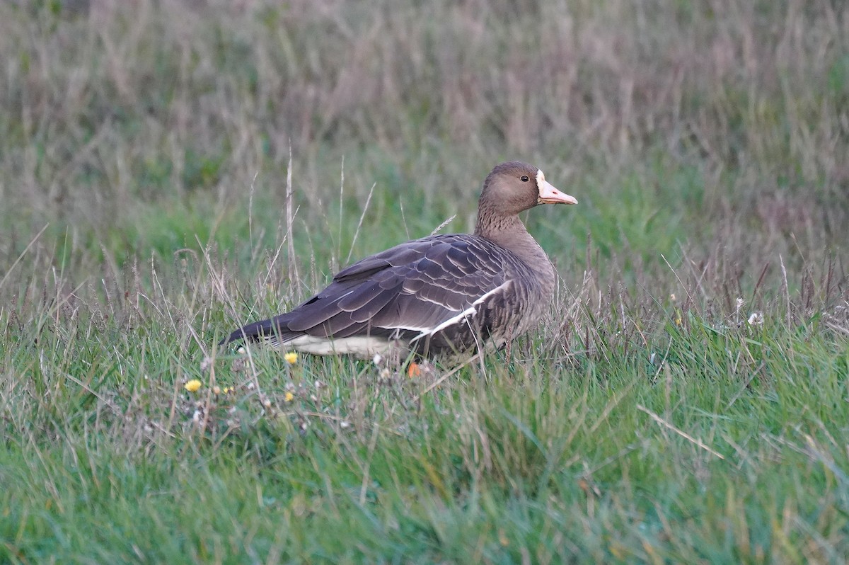 Ánsar Careto - ML646704517