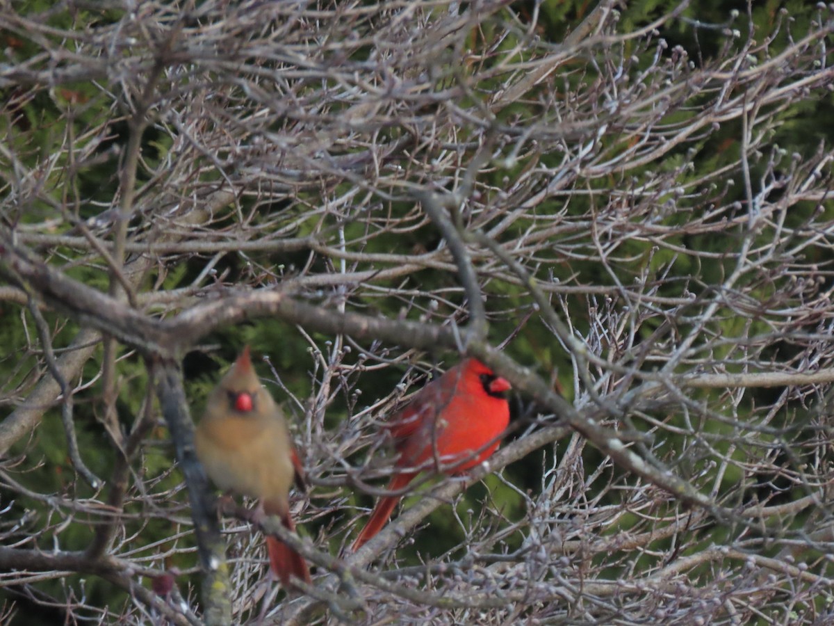 rødkardinal - ML646704519