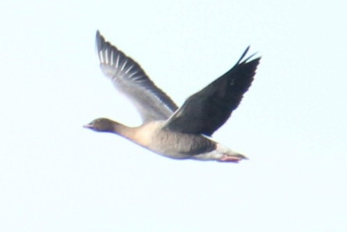 Гуменник короткодзьобий - ML646704520