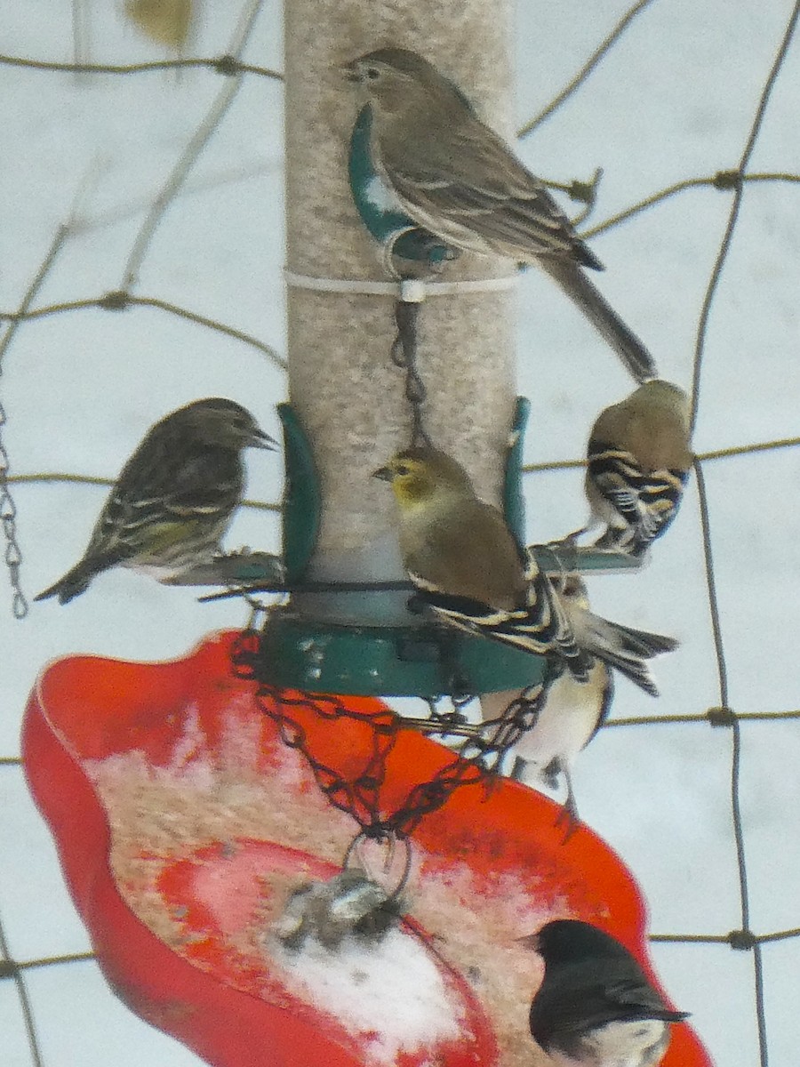 Pine Siskin - ML646704521