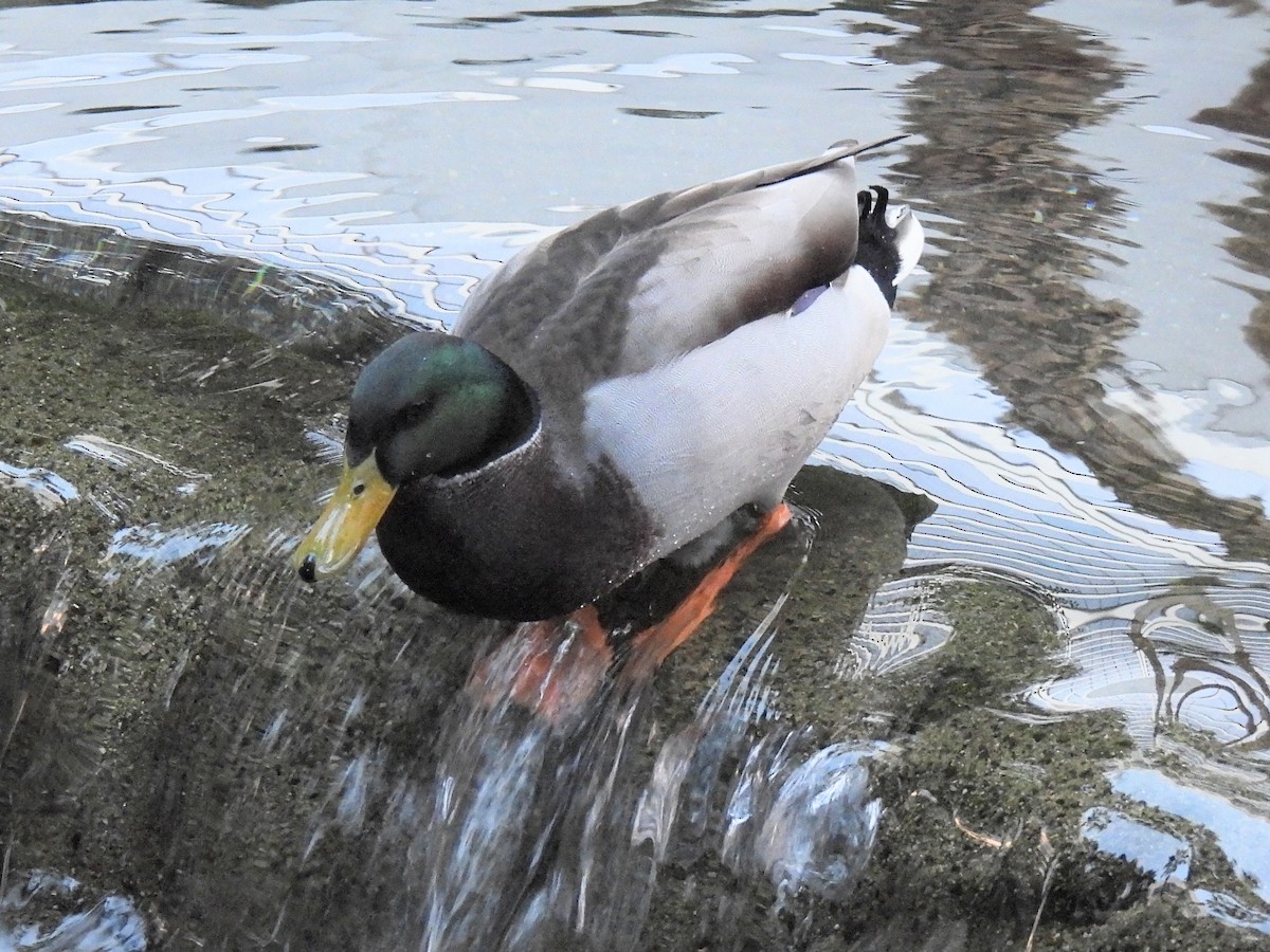 Germano reale - ML646704524