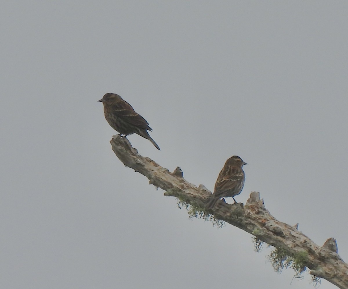 Red-winged Blackbird - ML646704532