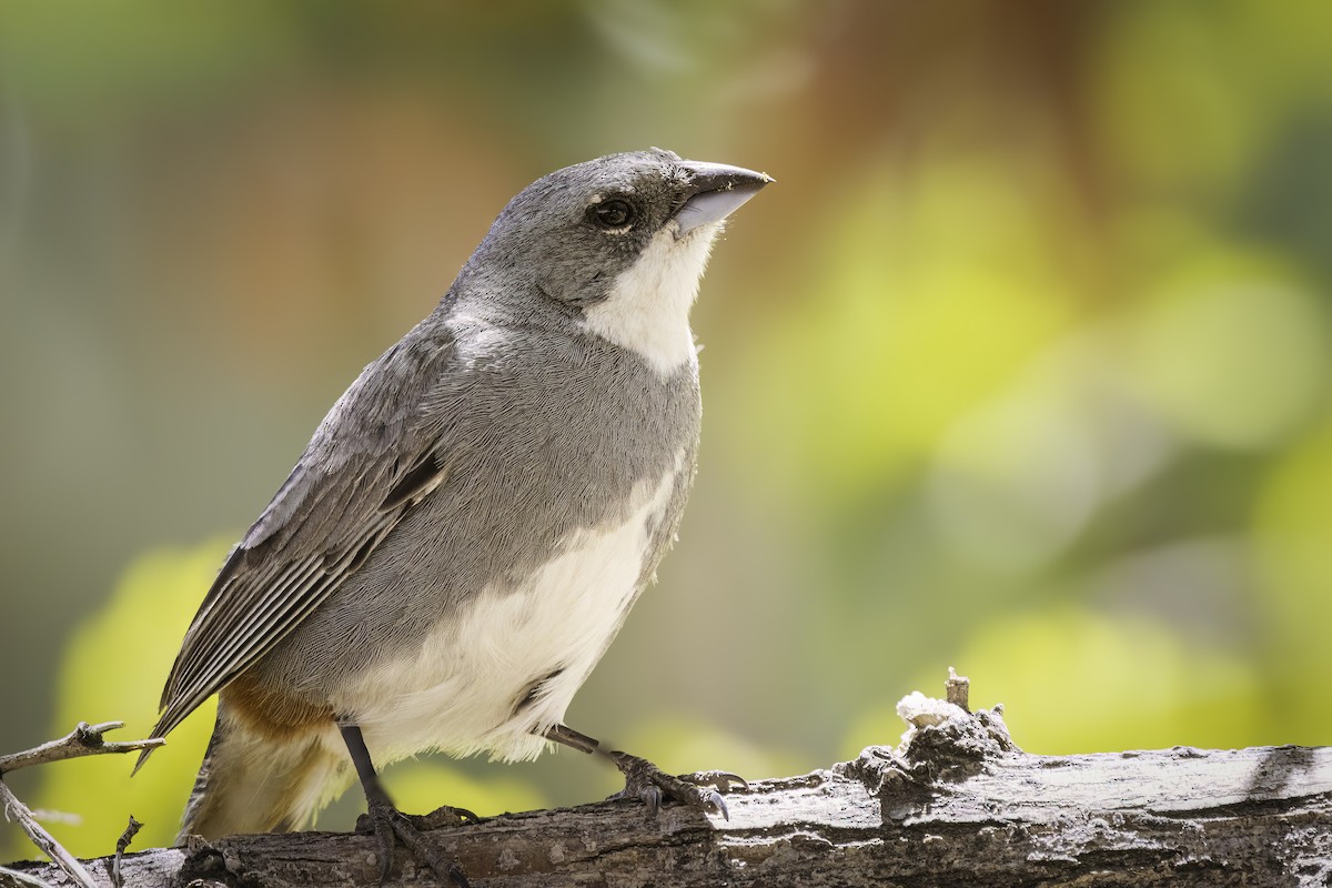 Патагонская диука - ML646704537