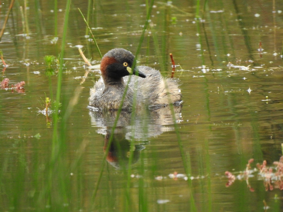 Australasian Grebe - ML646704538