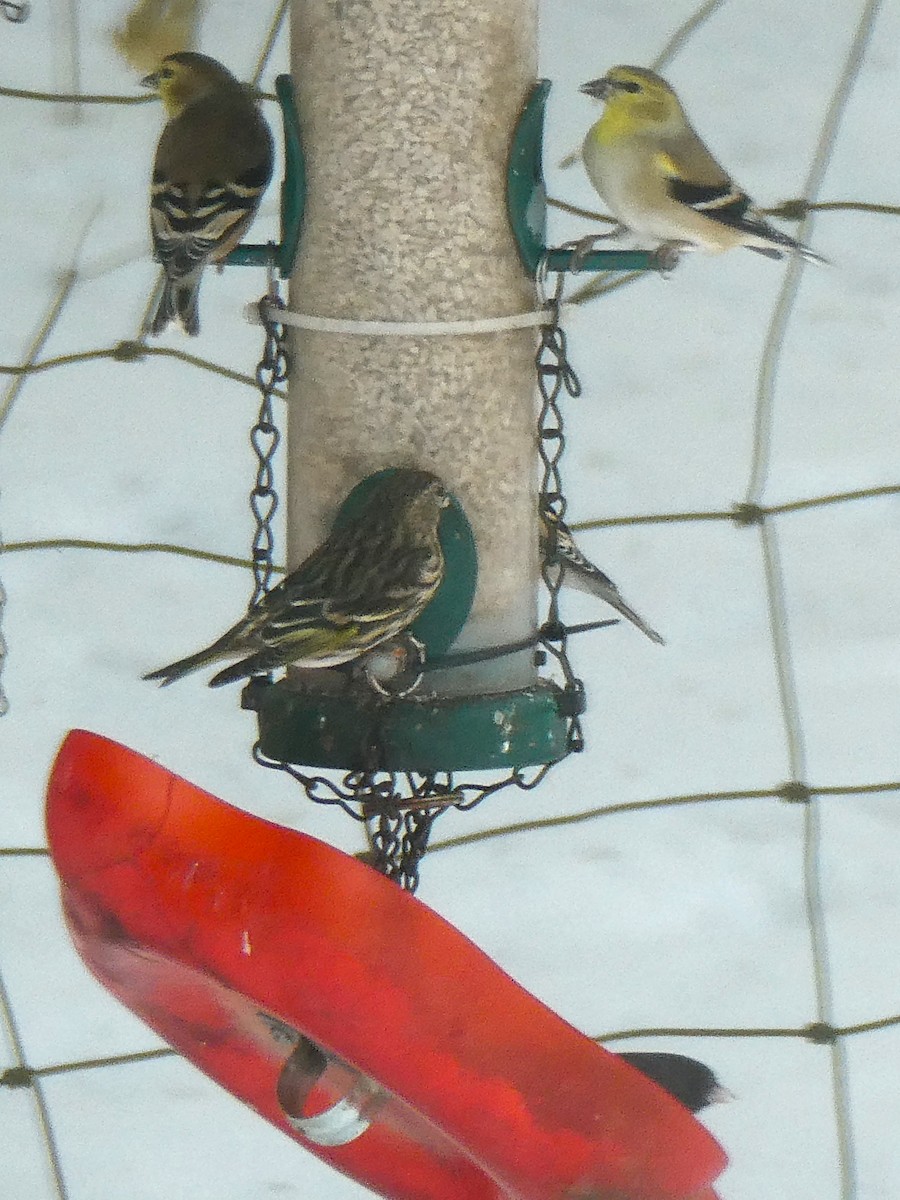 Pine Siskin - ML646704540