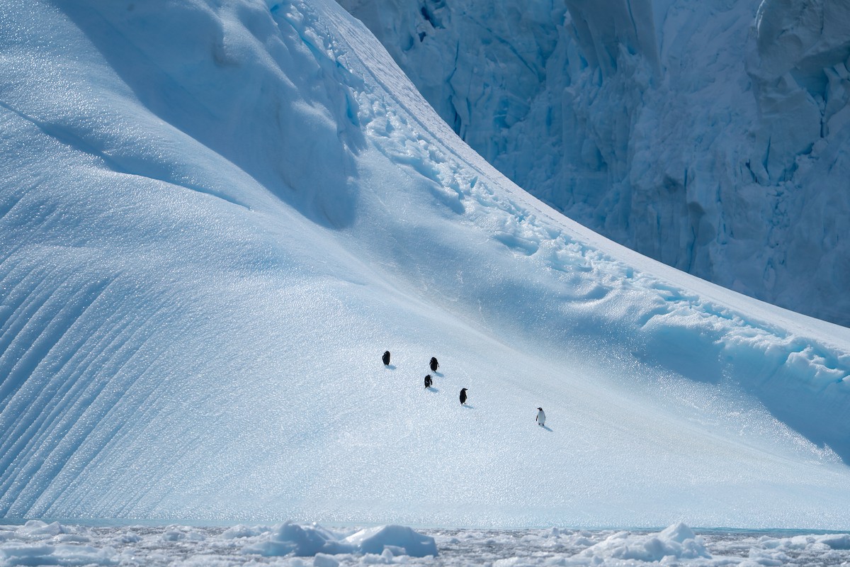 Gentoo Penguin - ML646704541