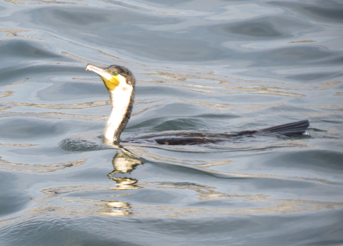 kormorán velký - ML646704545