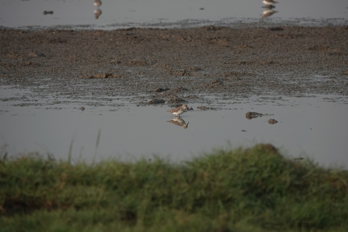 Little Stint - ML646704550