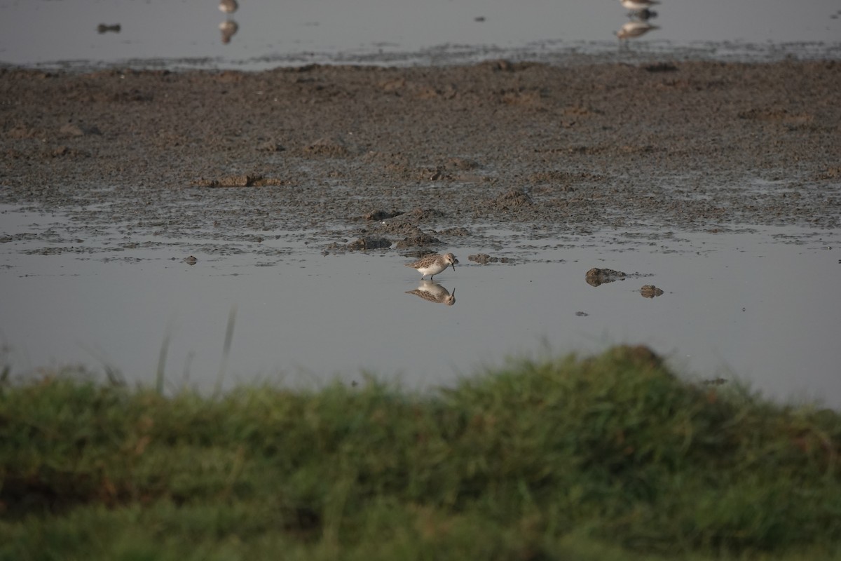Little Stint - ML646704551