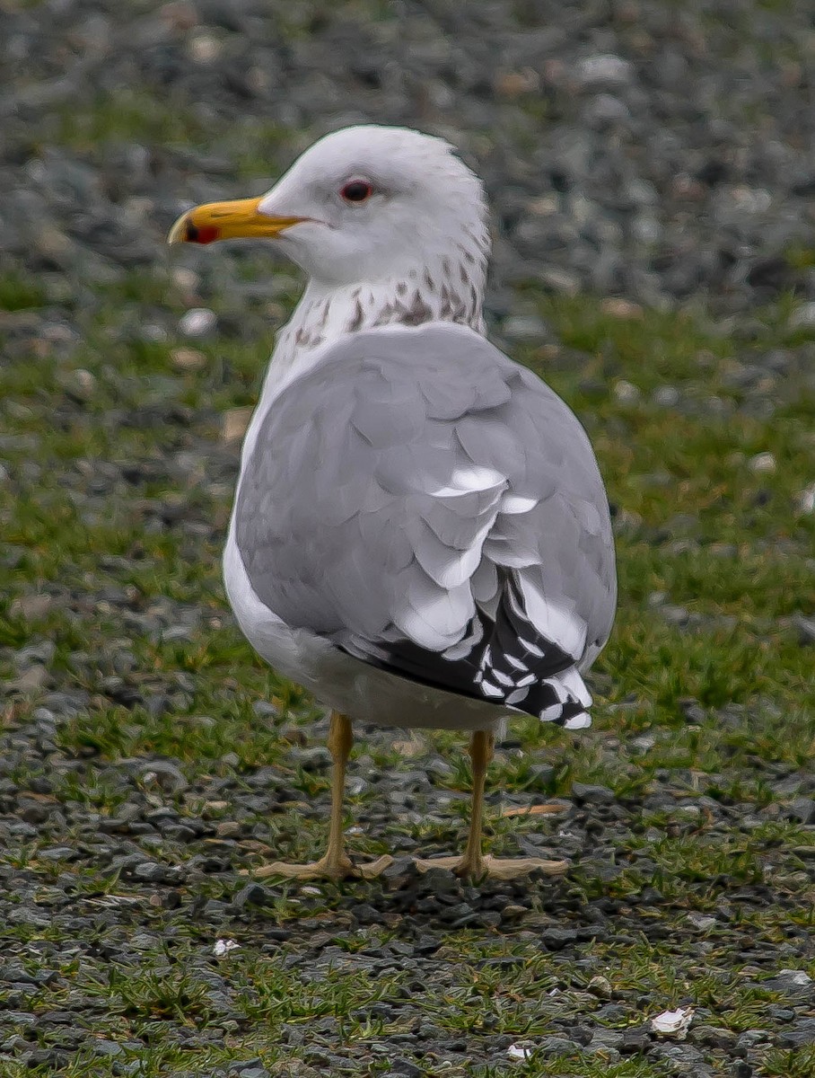 Goéland de Californie - ML646704559