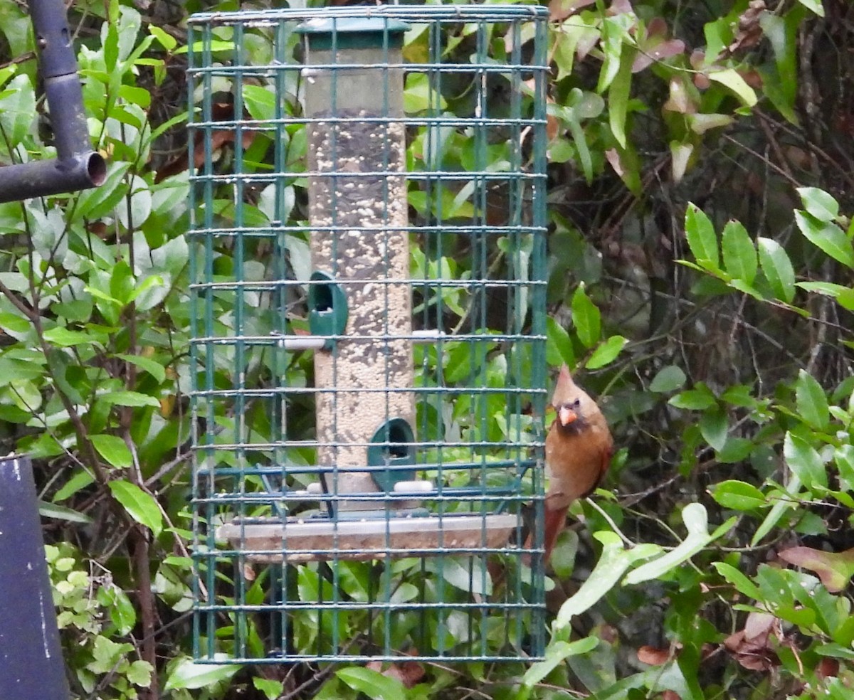 Northern Cardinal - ML646704560