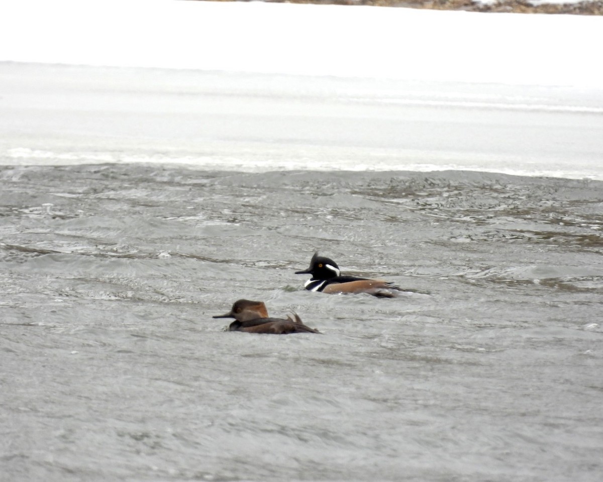 Başlıklı Tarakdiş - ML646704561