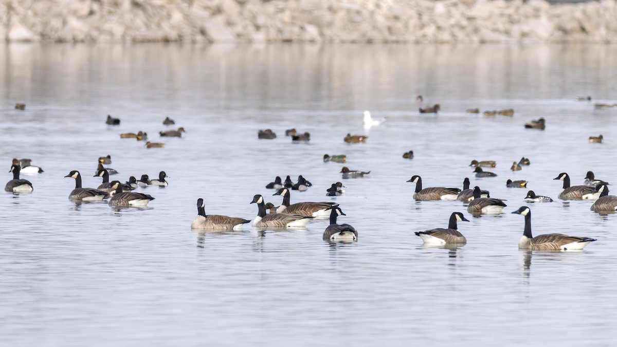 berneška velká - ML646704562