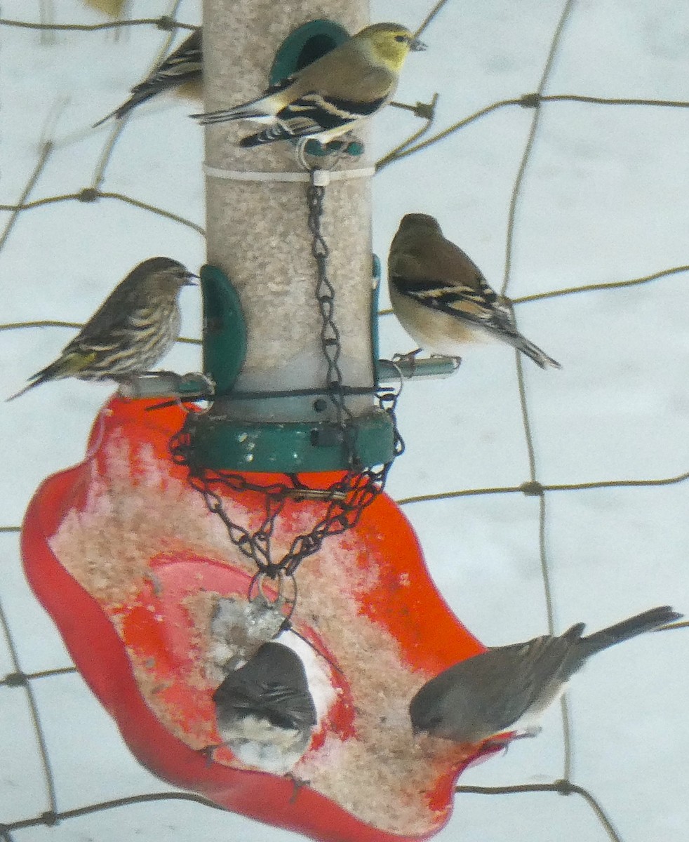 American Goldfinch - ML646704563