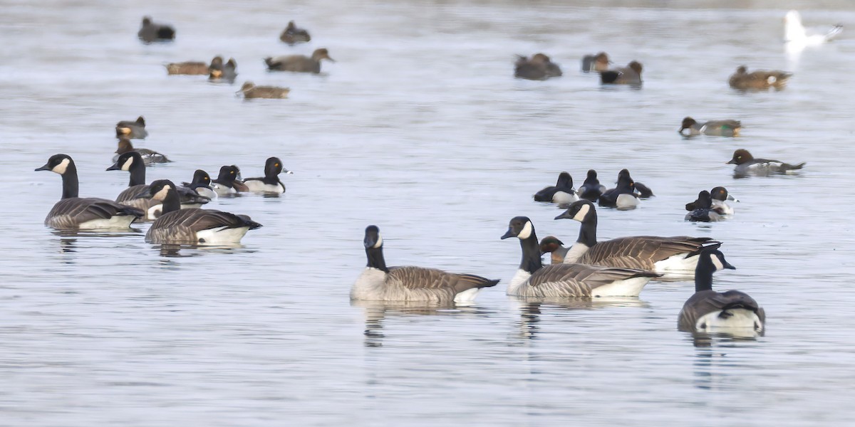 berneška velká - ML646704565