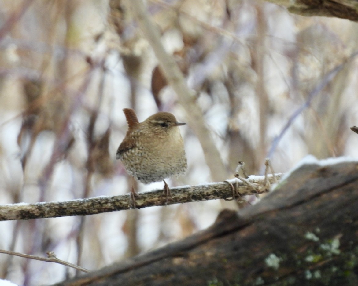 フユミソサザイ - ML646704567