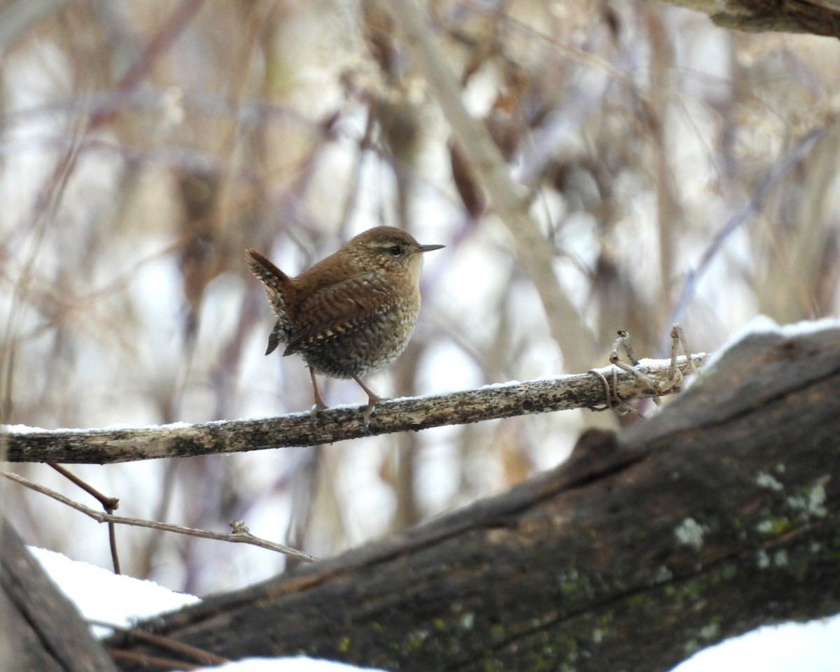 フユミソサザイ - ML646704568