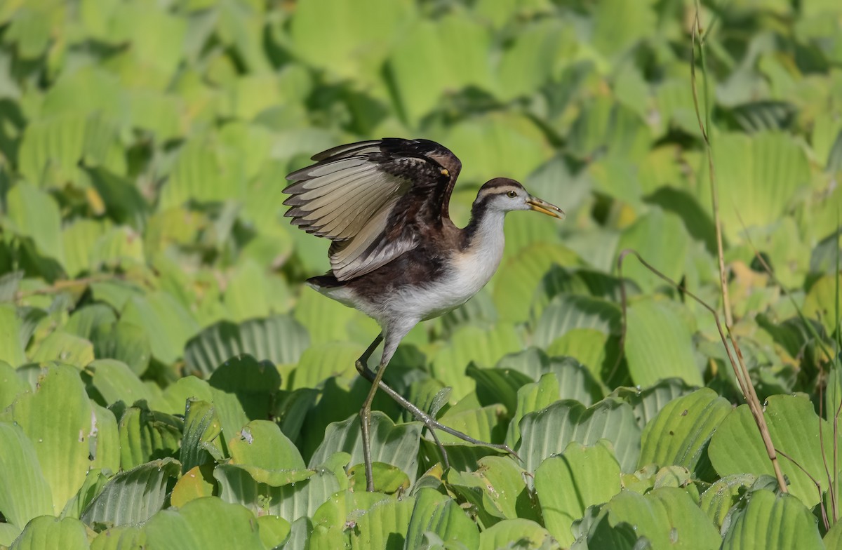 Northern Jacana - ML646704573