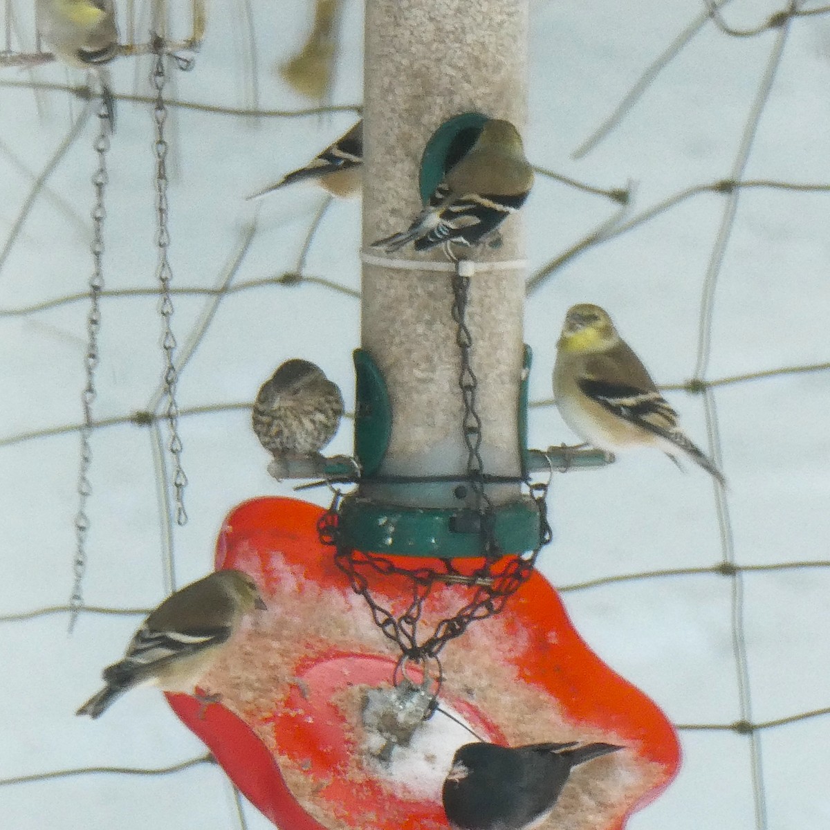 American Goldfinch - ML646704574