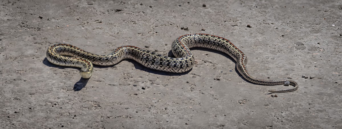 Полосатый болотный уж - ML646704577