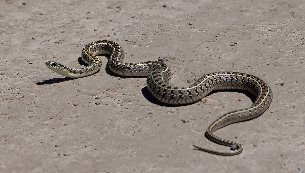 Полосатый болотный уж - ML646704578