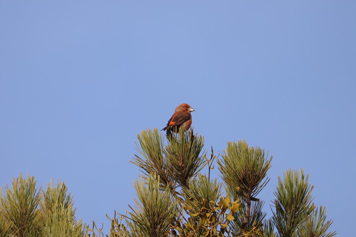 Red Crossbill - ML646704579