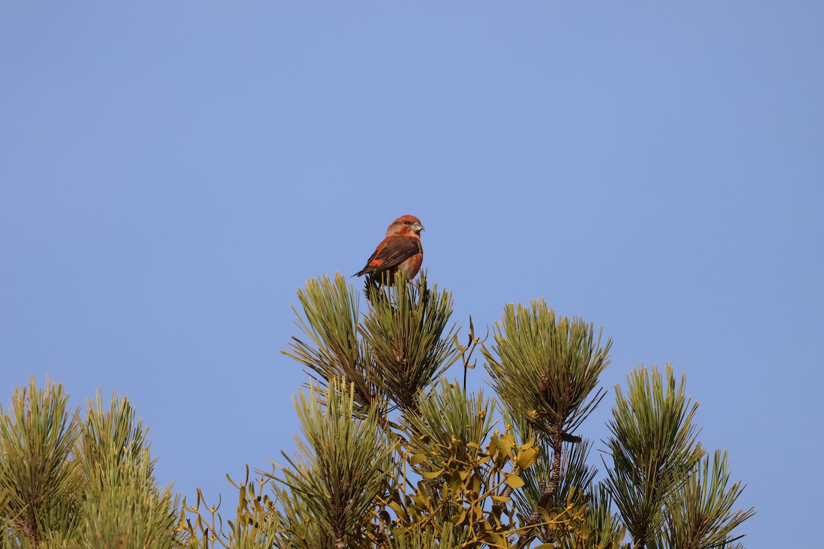 Red Crossbill - ML646704580