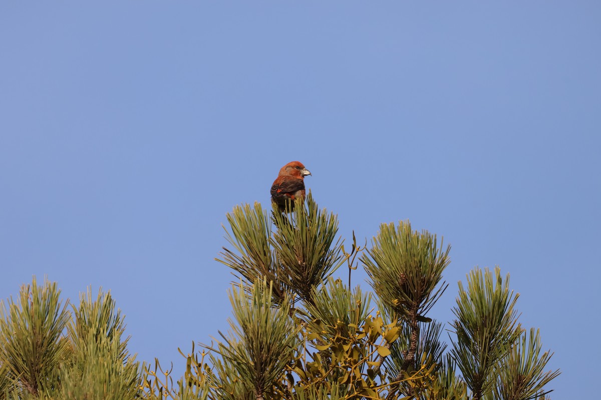 Red Crossbill - ML646704581