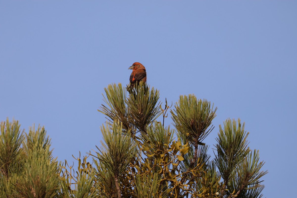 Red Crossbill - ML646704582