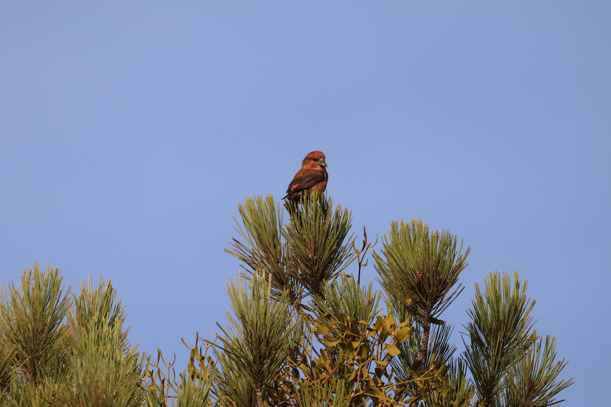 Red Crossbill - ML646704583