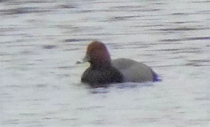 アメリカホシハジロ - ML646704584