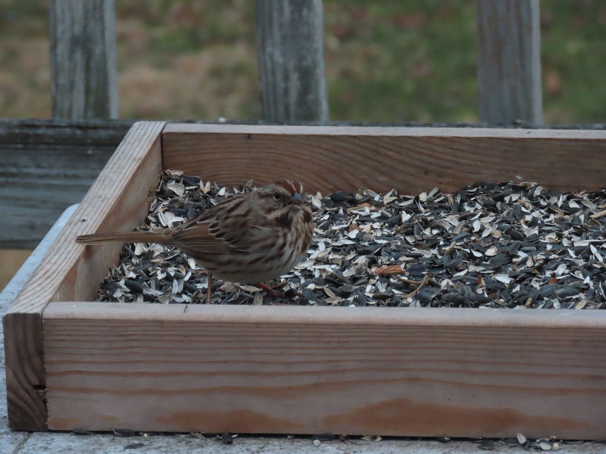 sangspurv - ML646704586