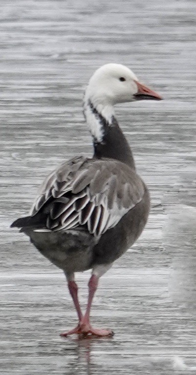 Snow Goose - ML646704589