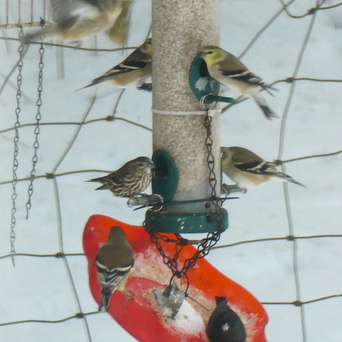 American Goldfinch - ML646704591