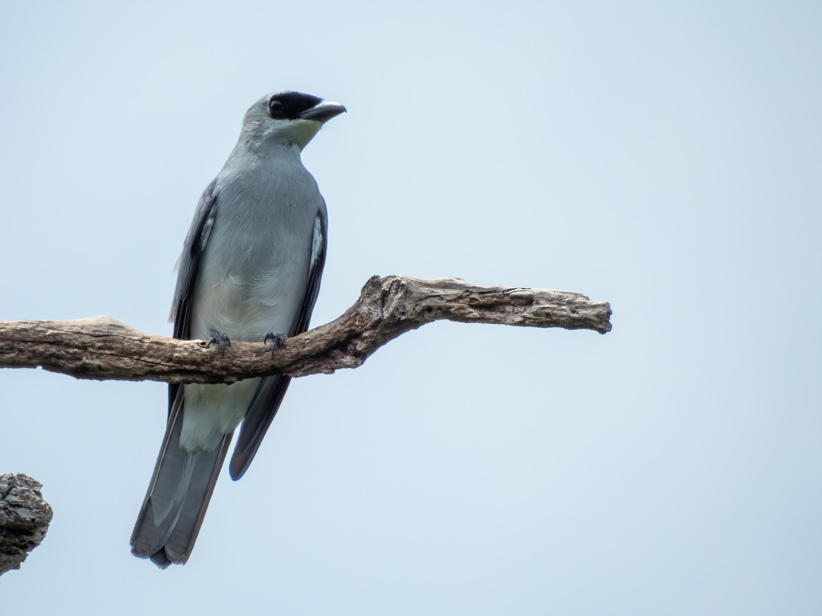 Белобрюхий воронец - ML646704592