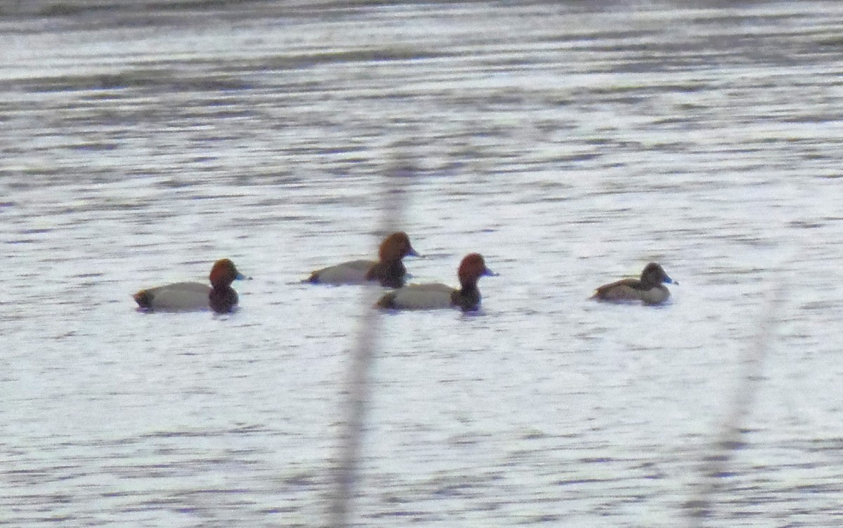 アメリカホシハジロ - ML646704594