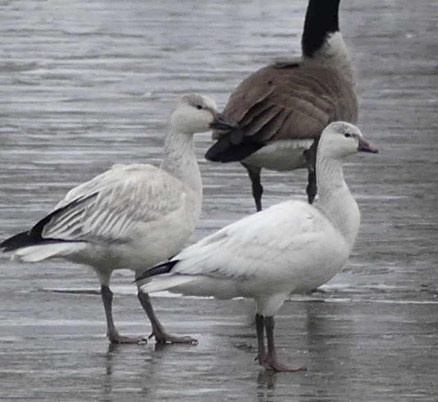 Zwergschneegans - ML646704595