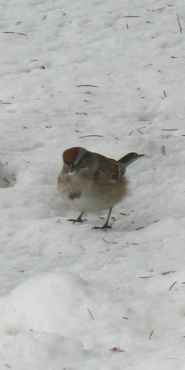 American Tree Sparrow - ML646704600