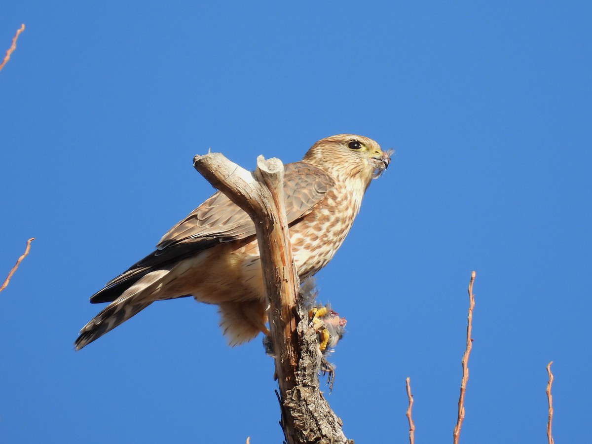 Belatz txikia - ML646704601