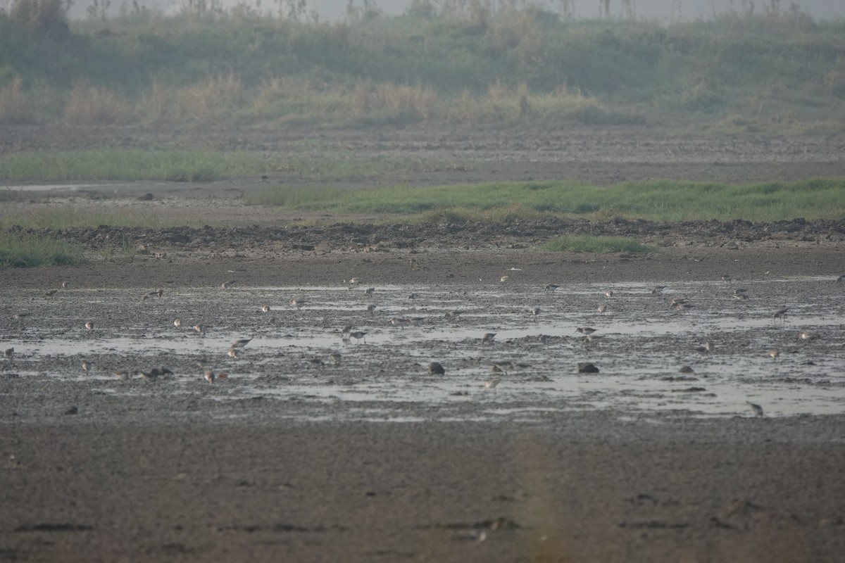 Little Stint - ML646704603
