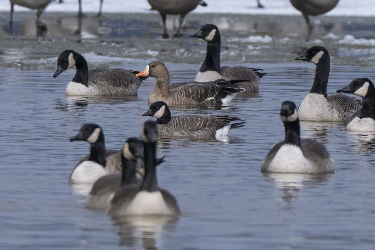 Гуска білолоба - ML646704604