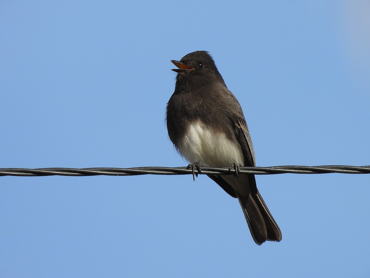 Чёрный фиби - ML646704607