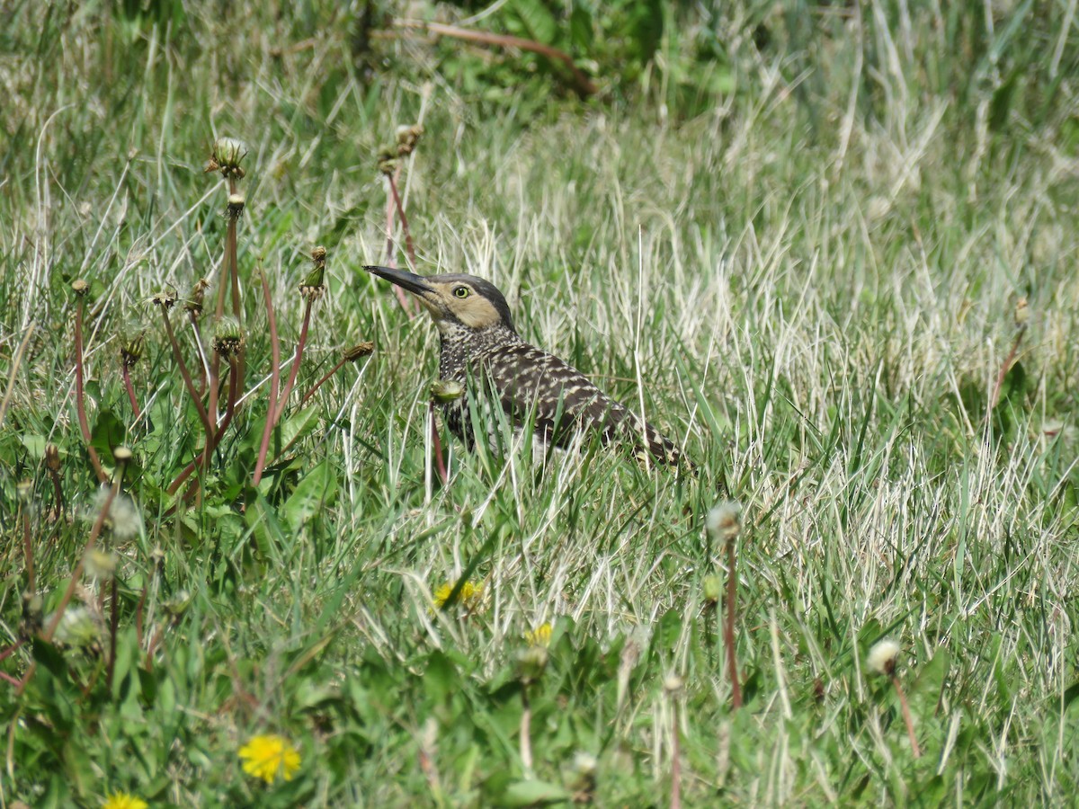 Pic du Chili - ML646704608