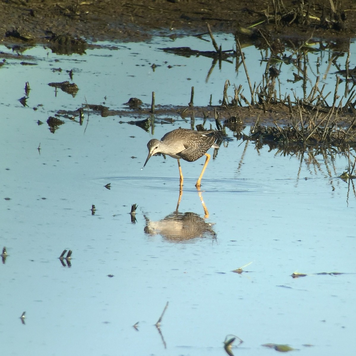 Lesser Yellowlegs - Stuart Malcolm