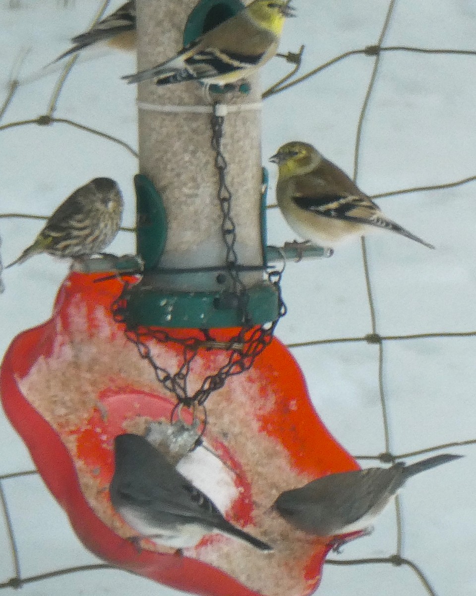 Dark-eyed Junco - ML646704617